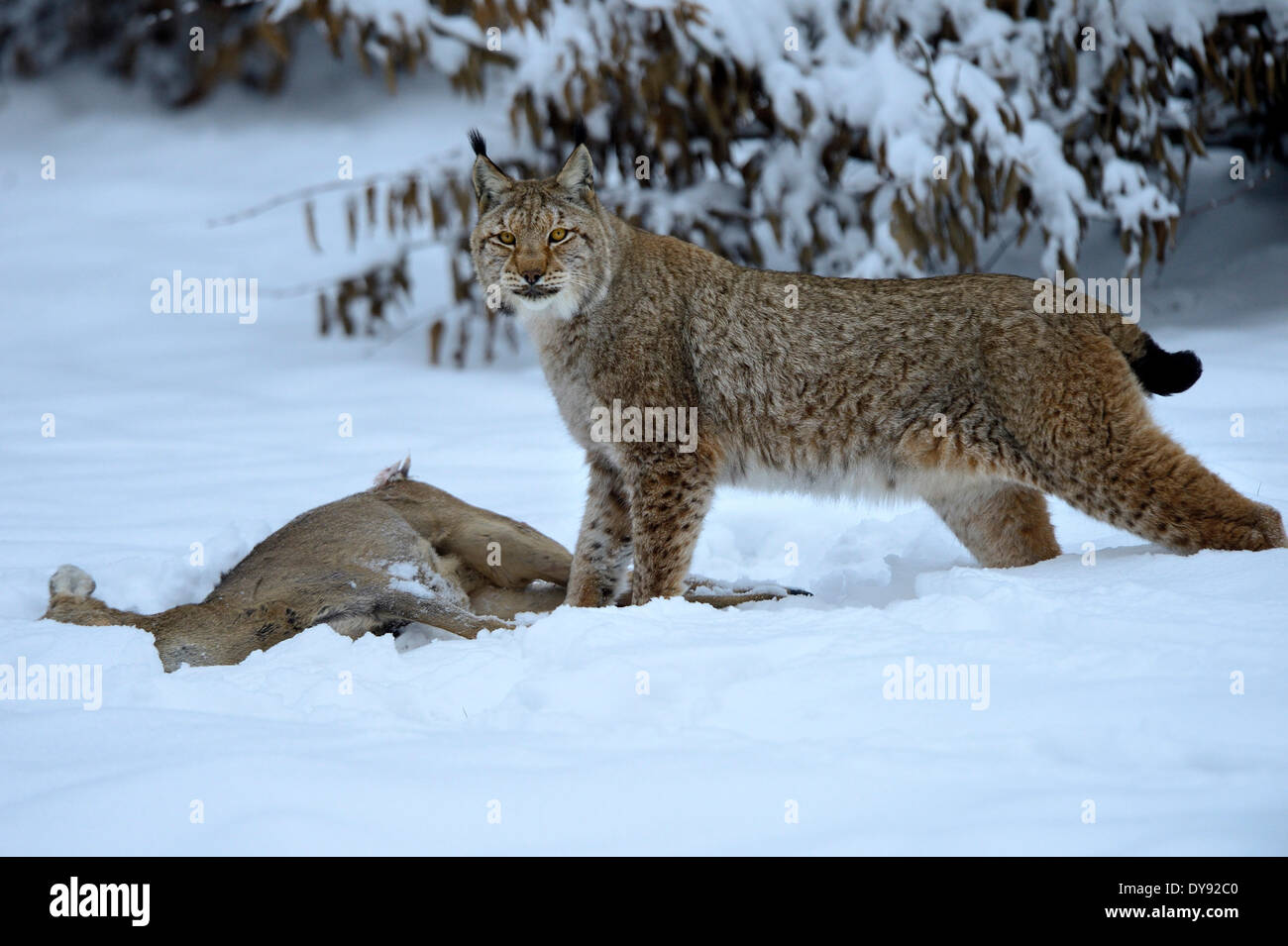 Lynx cat gatto grande predatore gatti wildcat grande gatti lince gli animali da pelliccia Lynx Lynx lynx eurasiatica lince europea inverno preda animale, Foto Stock