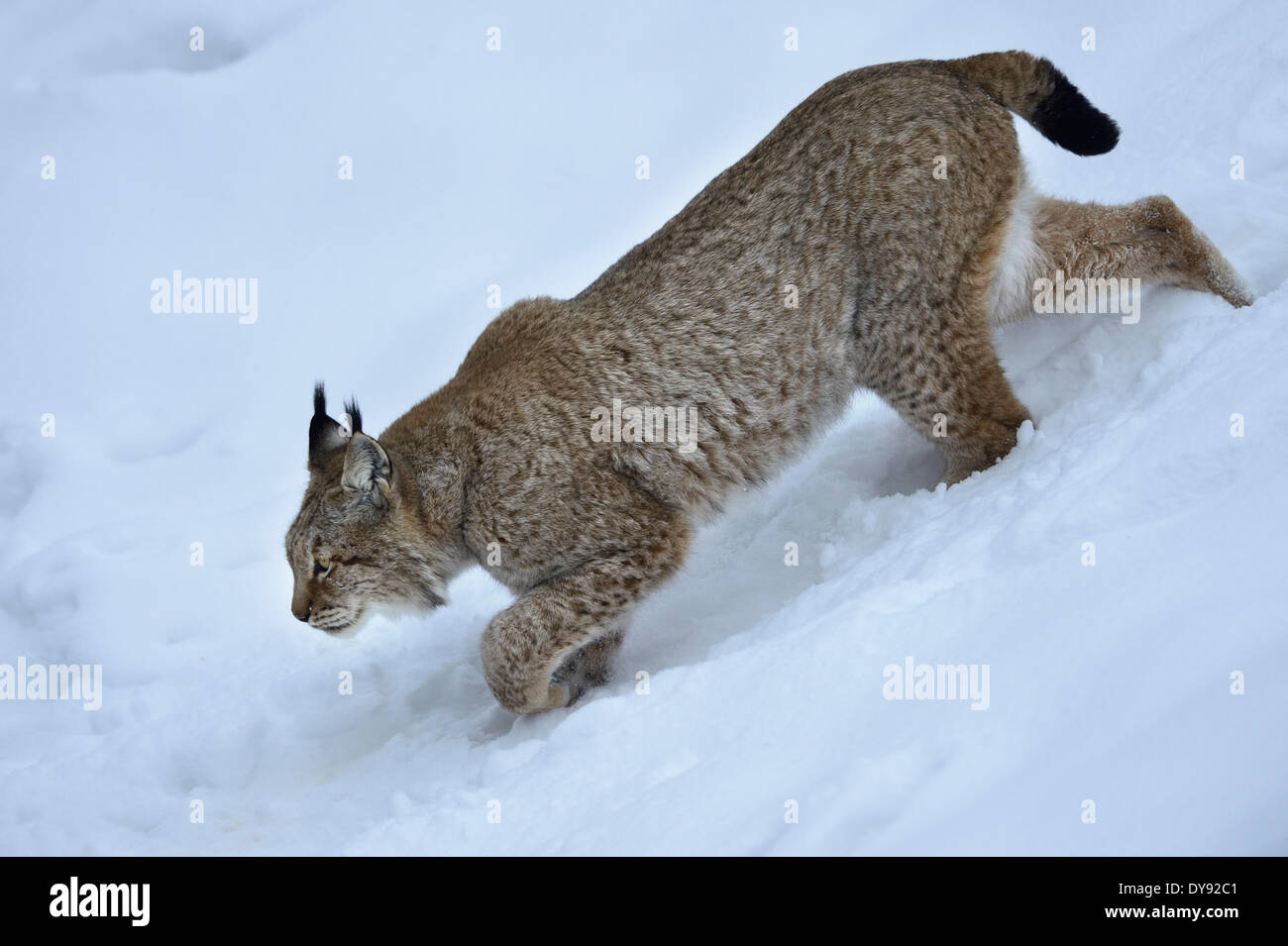 Lynx cat gatto grande predatore gatti wildcat grande gatti lince gli animali da pelliccia Lynx Lynx lynx eurasiatica lince europea inverno anima animale Foto Stock