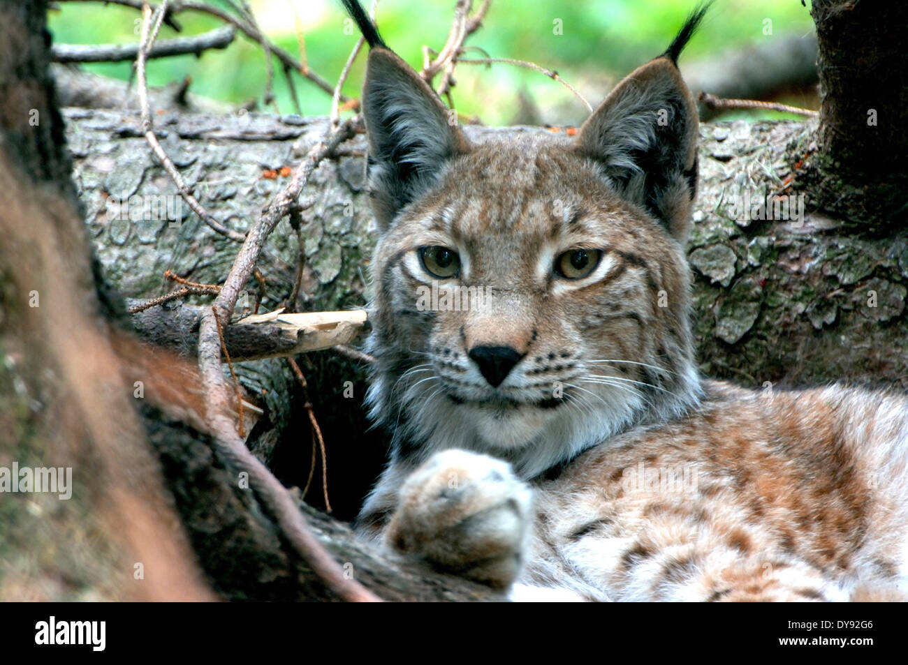 Lynx, gatto, Gatto grande, predator, gatti, Wildcat, gatti grandi, lince, animali da pelliccia, ambusher, animali animali, Germania, Europa Foto Stock