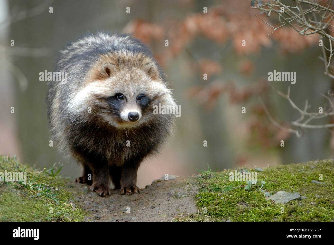 Cane procione, Enok, Nyctereutes procyonoides, canidi, predatori, animali animali, Germania, Europa Foto Stock