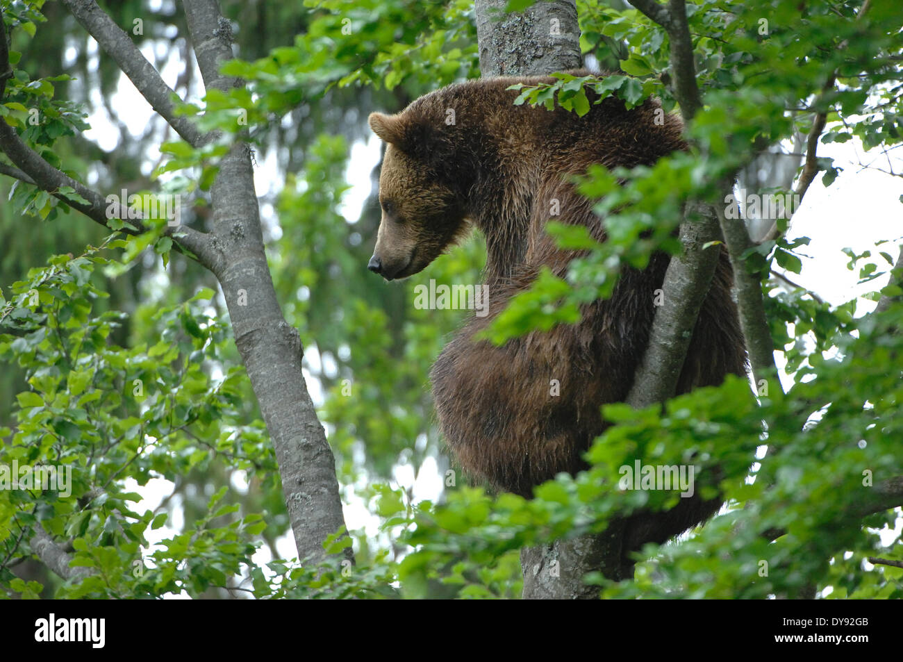 Orso bruno Orso europea, europeo orso bruno, predator, Ursus arctos, animali animali, Germania, Europa Foto Stock
