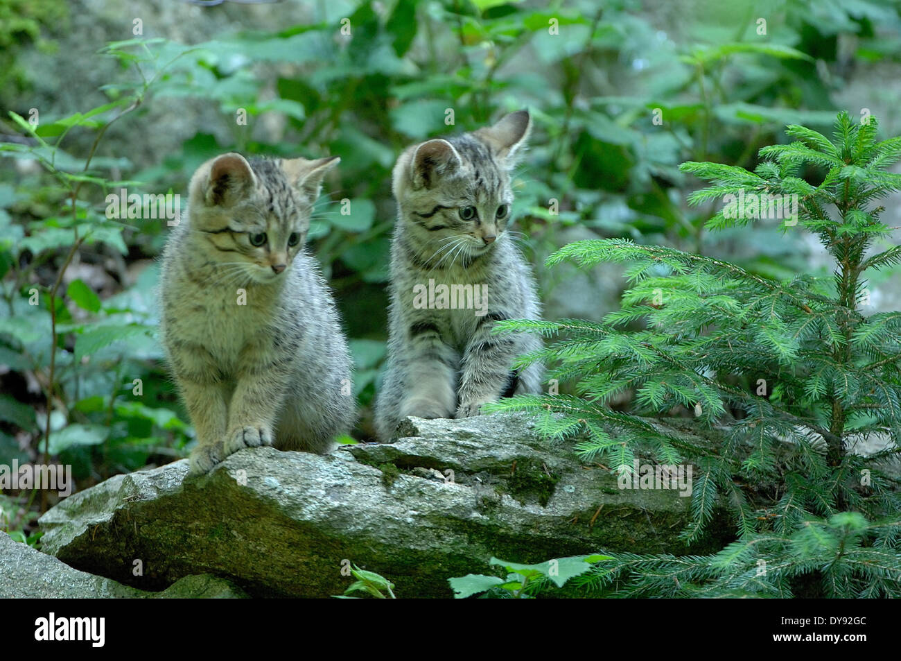 Wildcat predator gioco predator predatori piccoli gatti gatti gatto gatti selvatici Felis silvestris foresta legno animali animali in Germania e Foto Stock