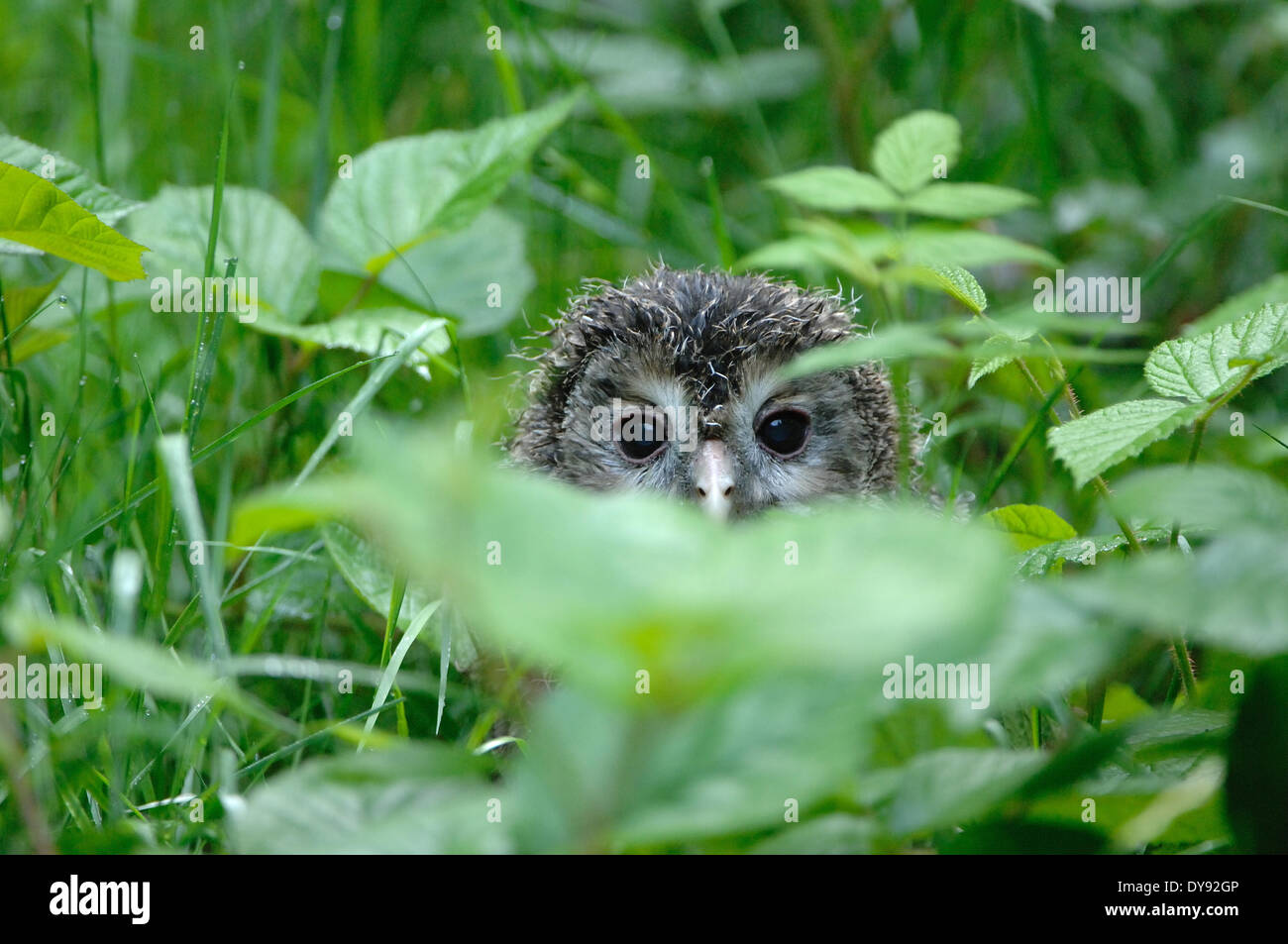 Civette, il gufo, allocco degli Urali, cacciatori di notte, animali animali, Germania, Europa Foto Stock