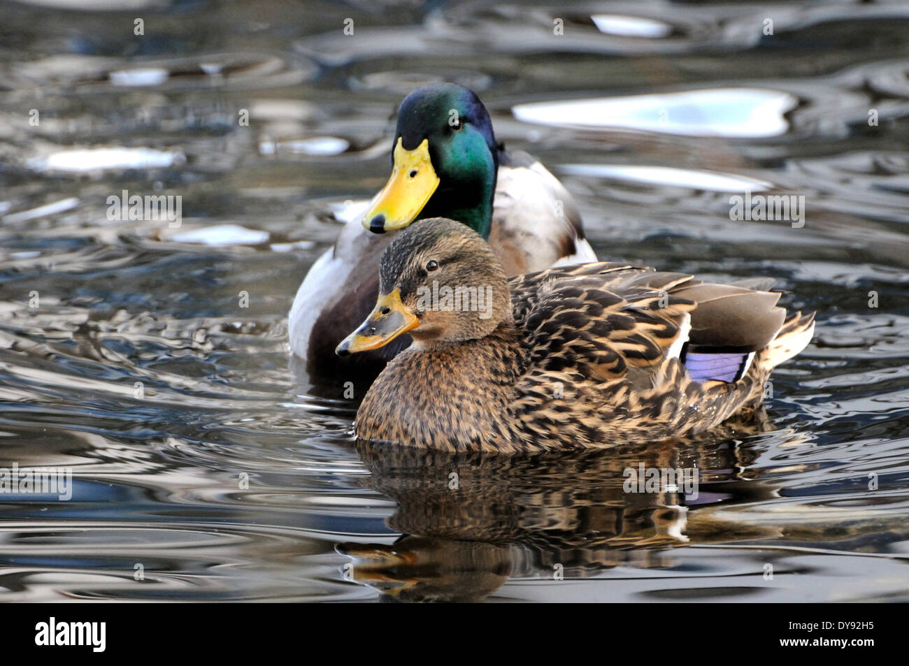 Anatra selvatica Mallard duck diving duck anatre acqua acqua uccelli bird Anas platyrhynchos uccelli Uccelli anatre selvatiche germani reali immersioni subacquee anatre Foto Stock