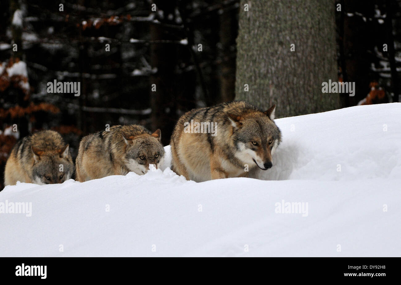 Canis lupus canidi Unione Lupo Lupo grigio lupi predatori predator Wolf inverno freddo della neve gelo Canine animale germe di animali Foto Stock