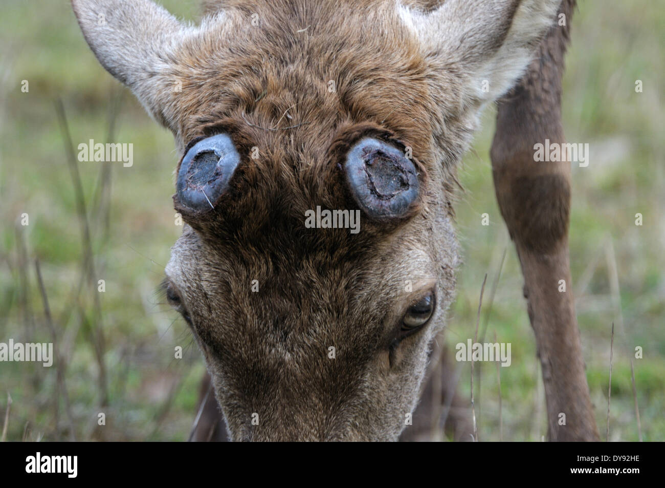 Cervi, palchi, corna, cervidi, tiglio, velluto, cervi, molla, caduto, animale, animali, Germania, Europa Foto Stock