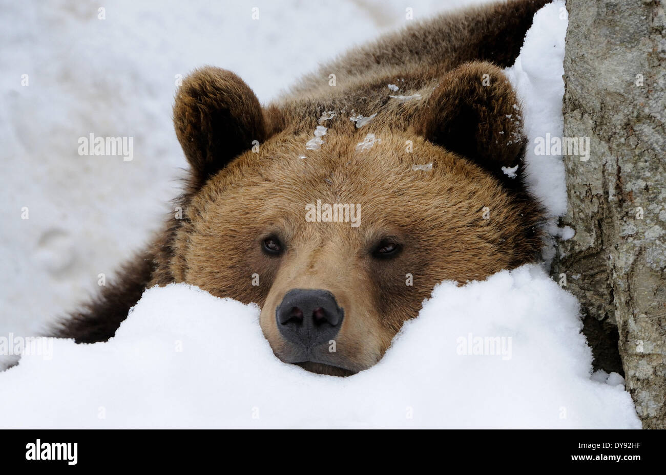 Orso bruno Orso europeo europeo di orso bruno predator Ursus arctos Ursus orso neve invernale Winter bear intrufolarsi animale animali, Foto Stock