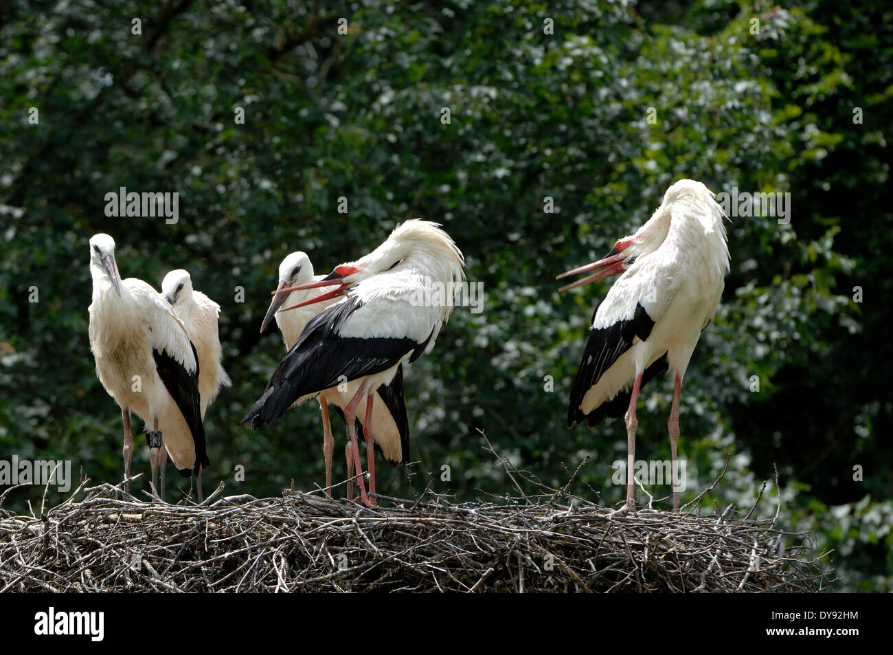Cicogna bianca, Stork, cicogne, uccelli, nido, animale, animali, Germania, Europa Foto Stock