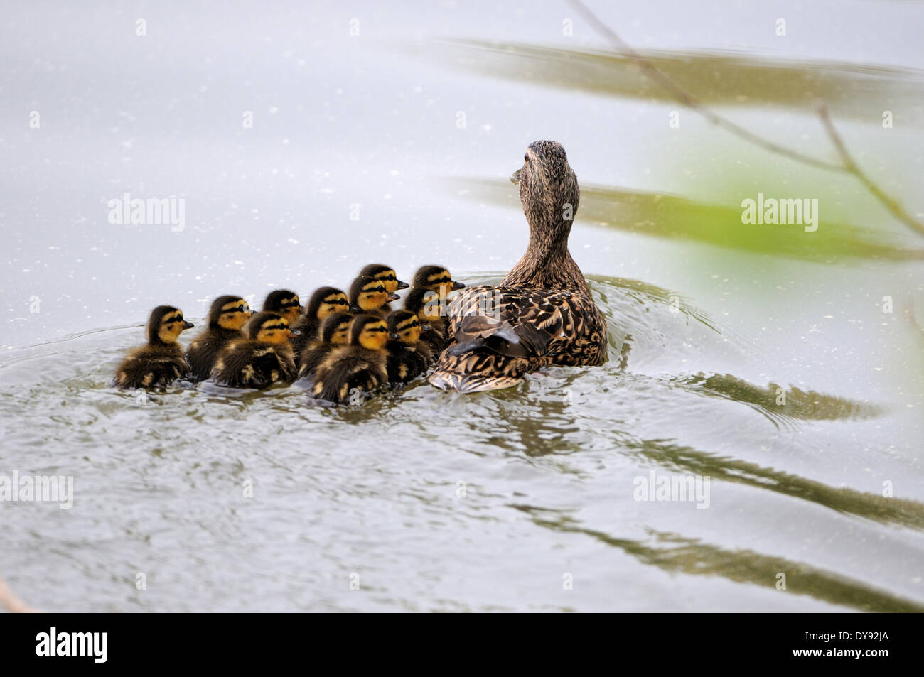 Anatra selvatica Mallard duck diving duck anatre acqua acqua uccelli bird Anas platyrhynchos uccelli Uccelli anatre selvatiche germani reali immersioni subacquee anatre Foto Stock