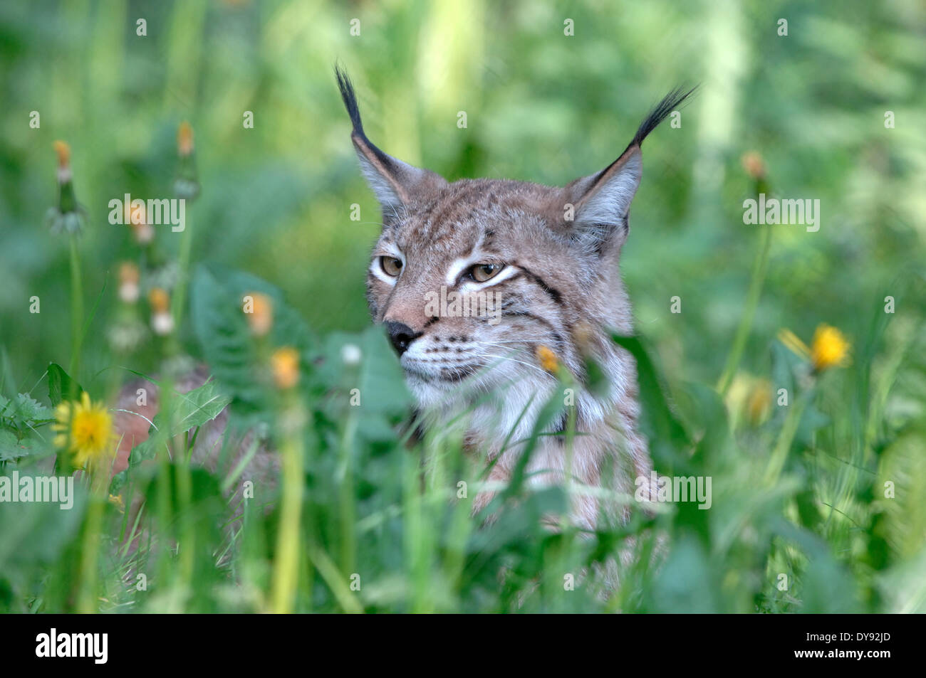 Lynx, gatto, Gatto grande, predator, gatti, Wildcat, gatti grandi, lince, animali da pelliccia, ambusher, erba, animali animali, Germania, Europa Foto Stock