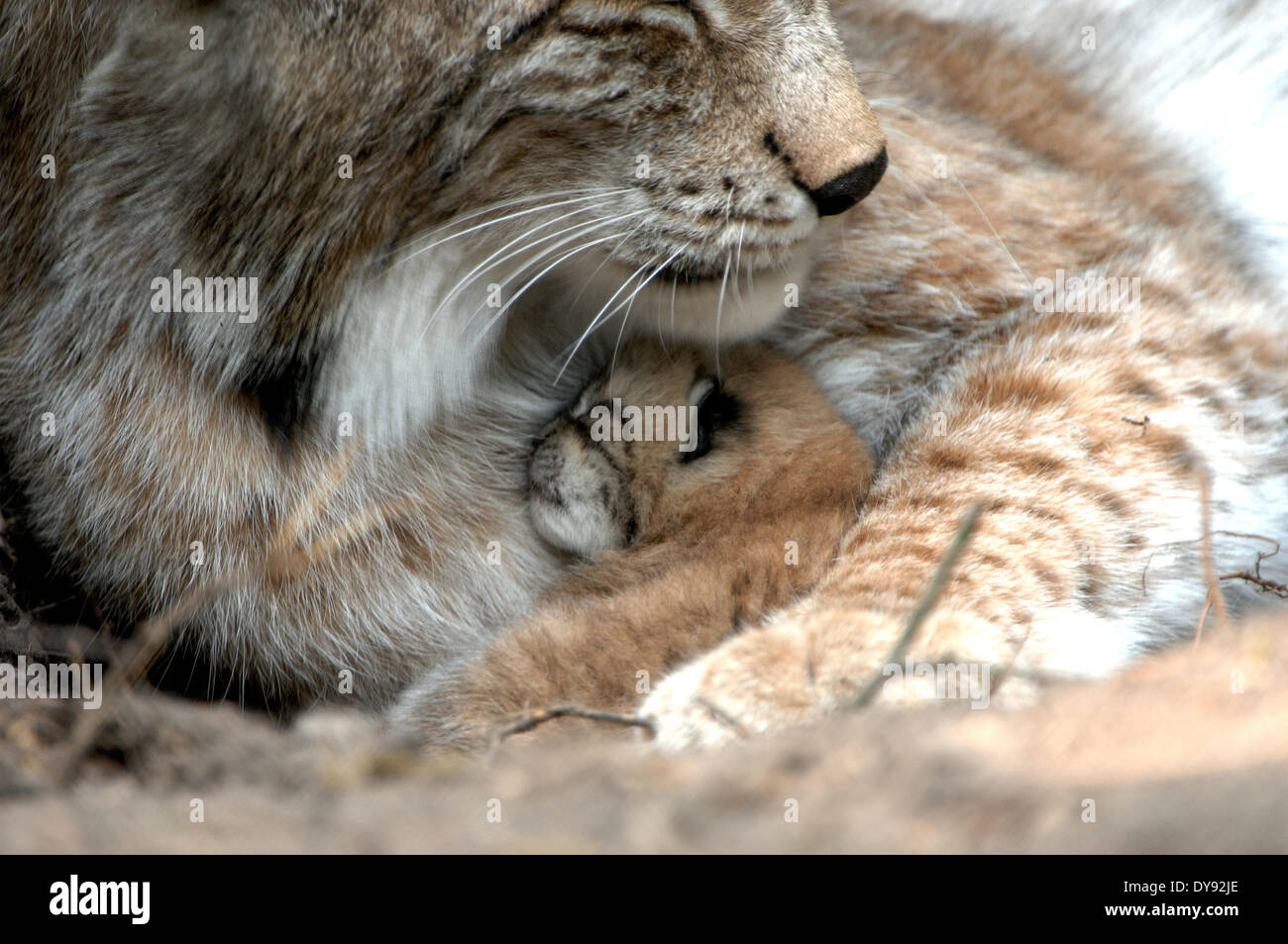 Lynx, gatto, Gatto grande, predator, gatti, Wildcat, gatti grandi, lince, animali da pelliccia, ambusher, giovani, animali animali, Germania, Europa Foto Stock