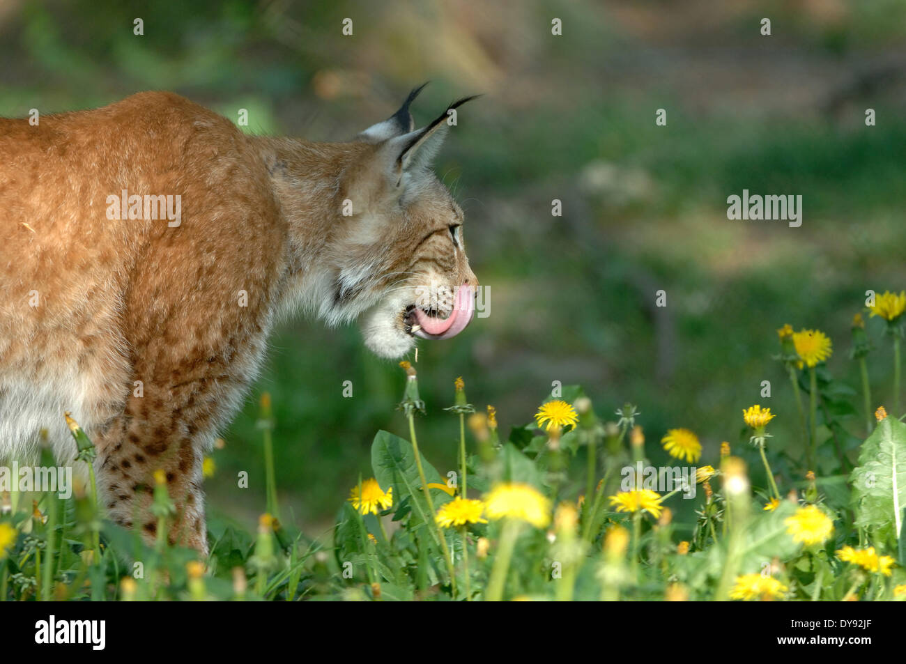 Lynx, gatto, Gatto grande, predator, gatti, Wildcat, gatti grandi, lince, animali da pelliccia, ambusher, erba, animali animali, Germania, Europa Foto Stock