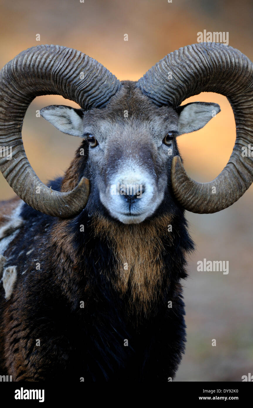 Mufflon ram le pecore di montagna Ovis ammon musimon cappotto invernale selvaggio di ovini ovini caprini-antilopi corno corna Mufflons animale animali, Foto Stock