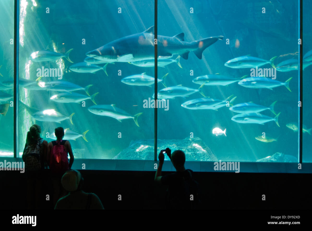 Two Oceans Aquarium Foto Stock