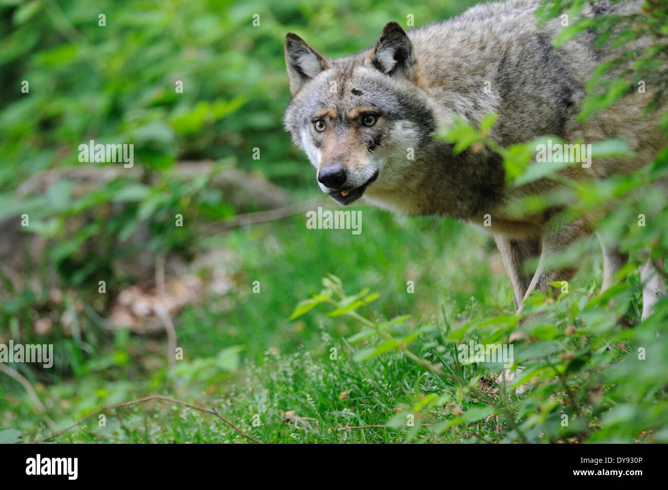 Canis lupus canidi Unione Lupo Lupo grigio lupi predatori predator Cane Lupo Lupo europeo paesaggio forestale estate animale, Foto Stock