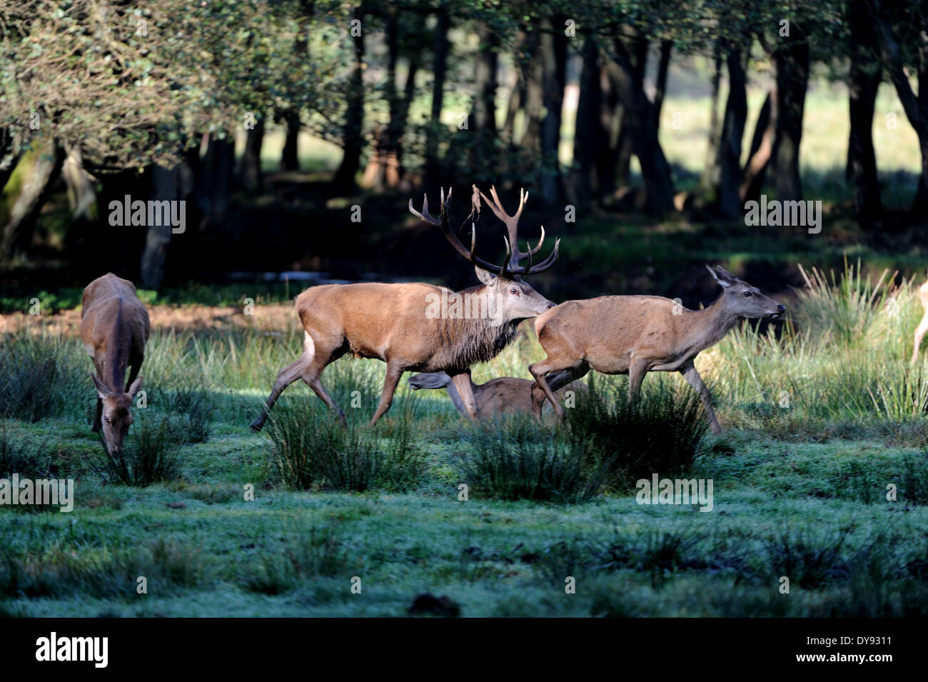 Rosso di corna di cervo corna di cervidi Cervus elaphus Stag Cervo stags ungulati autunno selvaggi-ungulato animale animali Germa Foto Stock