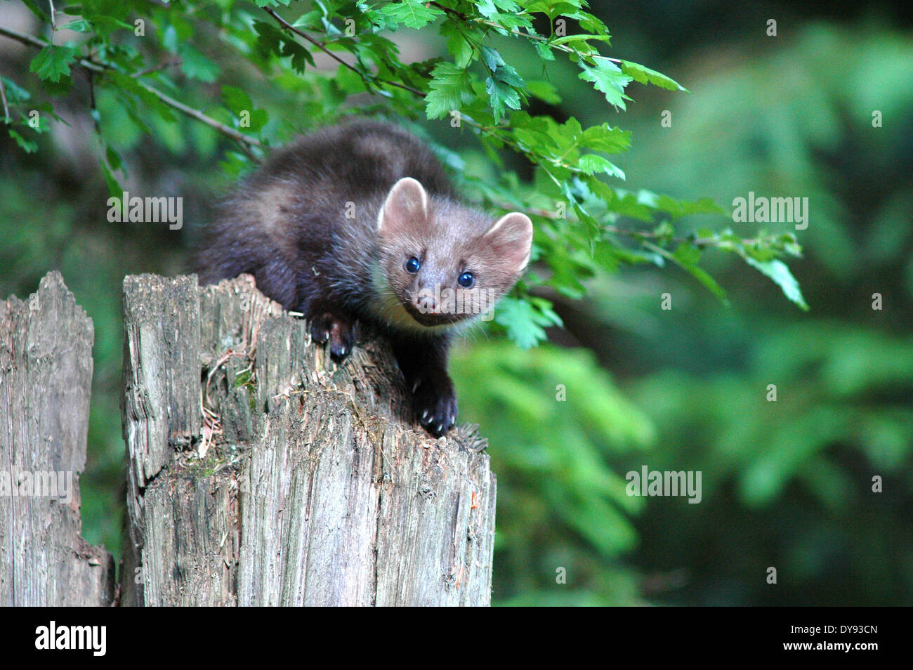 Martora Martora dolce Martes martes martora golden robin predator predatori canidi Agilely Manoeuvrably fur nobile animale mart Foto Stock