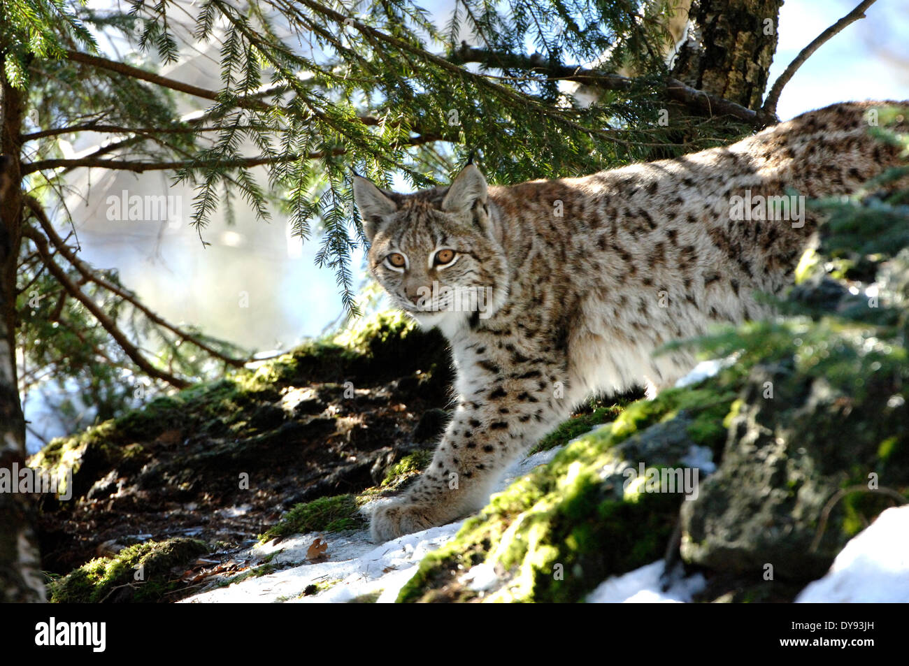 Lynx, gatto, Gatto grande, predator, gatti, Wildcat, gatti grandi, lince, animali da pelliccia, ambusher, animali animali, Germania, Europa Foto Stock