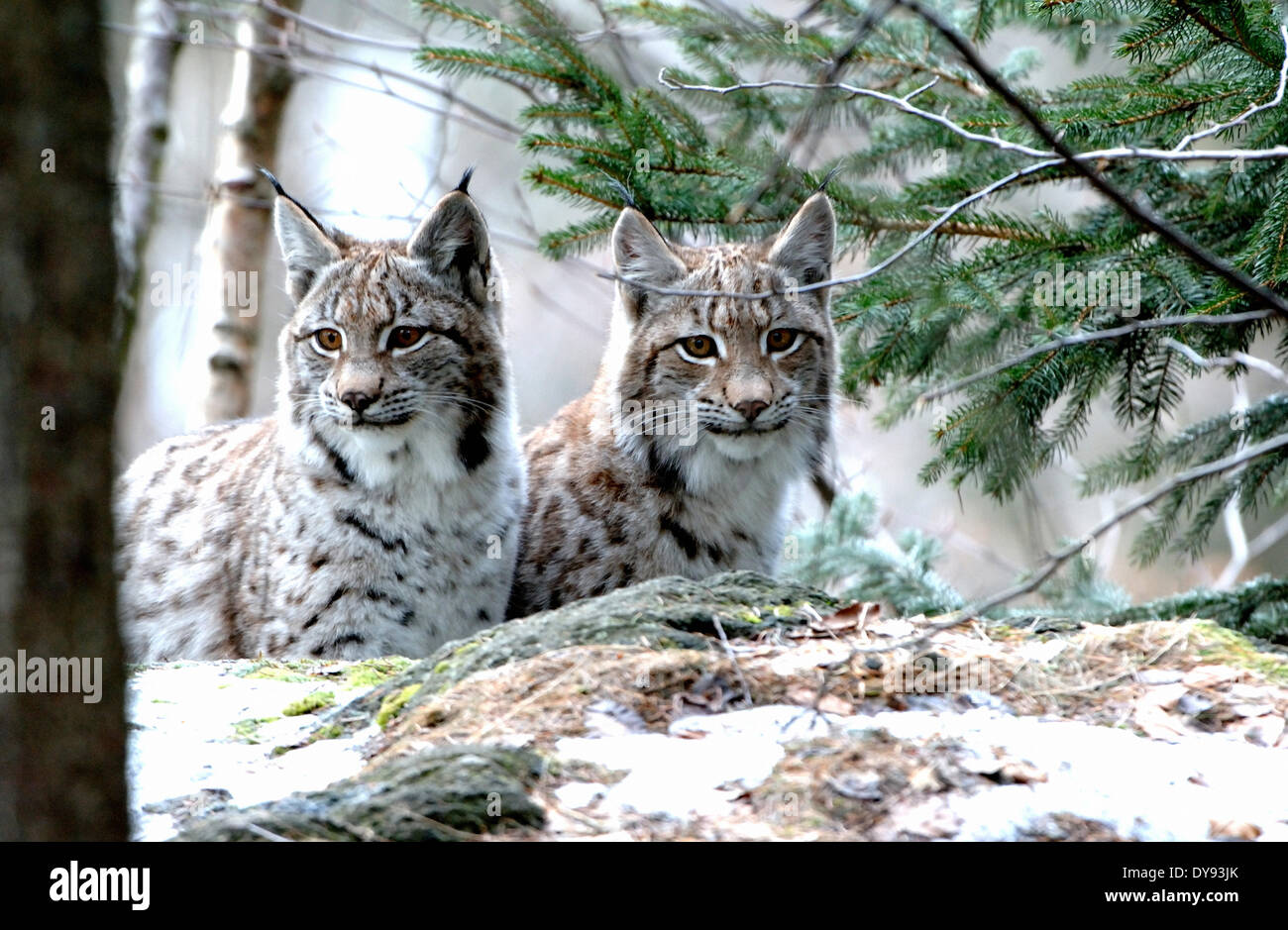 Lynx, gatto, Gatto grande, predator, gatti, Wildcat, gatti grandi, lince, animali da pelliccia, ambusher, animali animali, Germania, Europa Foto Stock