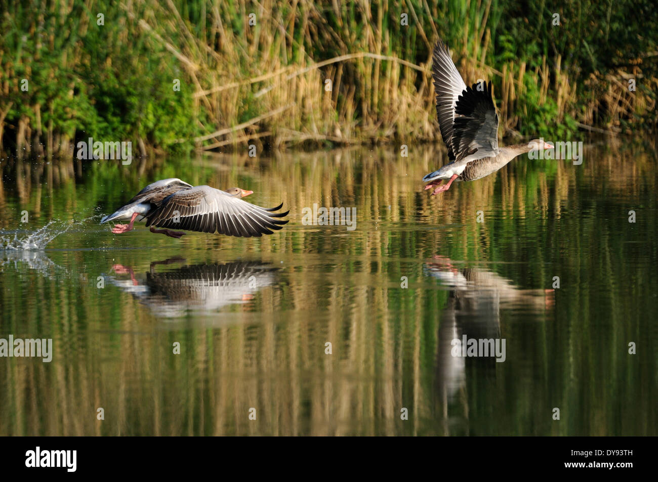 Graylag goose oca selvatica oca oche Acqua acqua di uccelli Uccelli oche selvatiche Anser anser graylag oche estati fly animali animali G Foto Stock