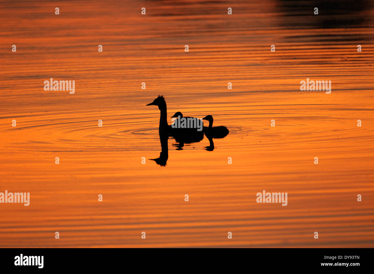 Cofano immersioni sub acqua di uccelli Uccelli uccelli di passaggio la migrazione di uccelli tuffatori waterfowls Podiceps cristatus uccello uccelli uccello di acqua Foto Stock