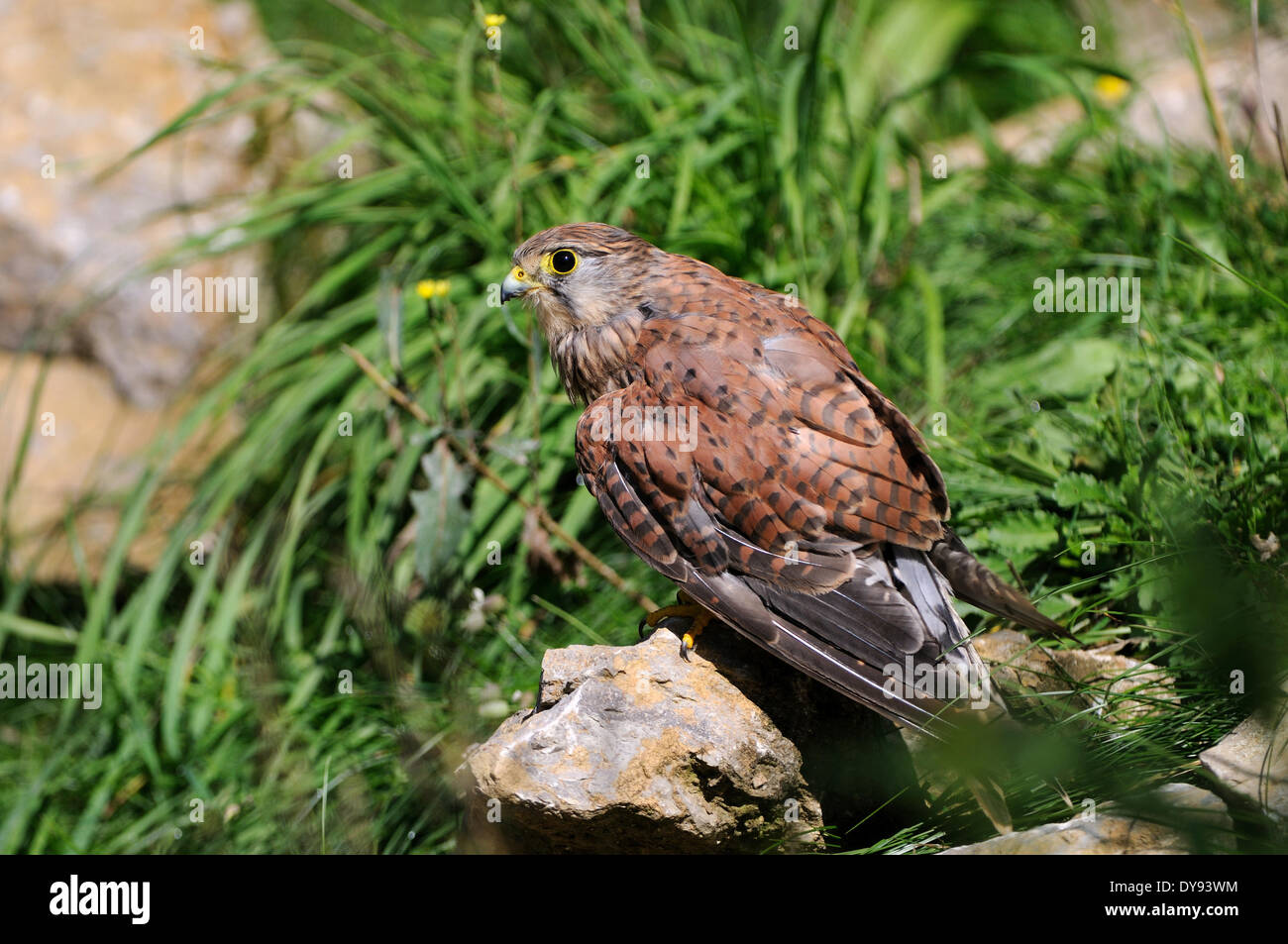 Il Gheppio Falco tinnunculus falcon raptor rapace caracaras virtuale reale falchi di uccelli Uccelli animali animali Germania Europa Foto Stock