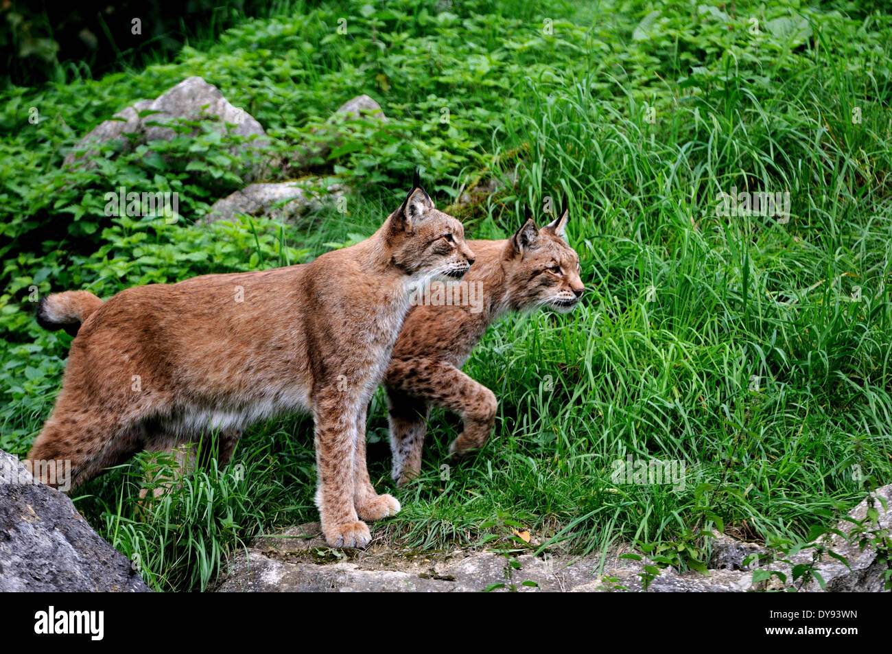 Lynx cat gatto grande predatore gatti wildcat grande gatti lince gli animali da pelliccia Lynx Lynx lynx eurasiatica lince europea estate ancora hunt h Foto Stock