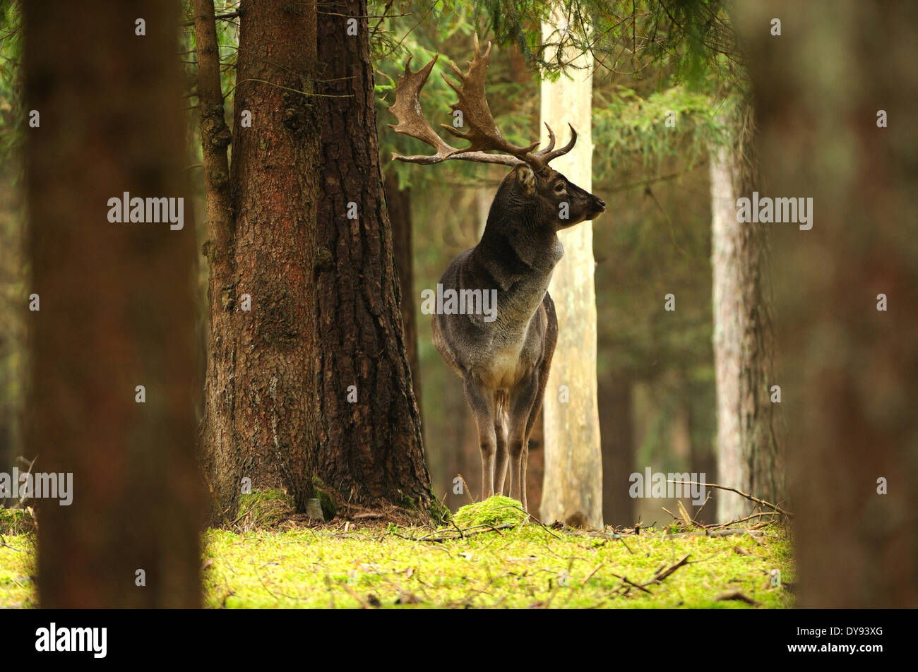 Daini caprioli cervi cervi selvaggi-ungulato corna di cervidi Dama Dama foresta autunnale animali animali Germania Europa, Foto Stock