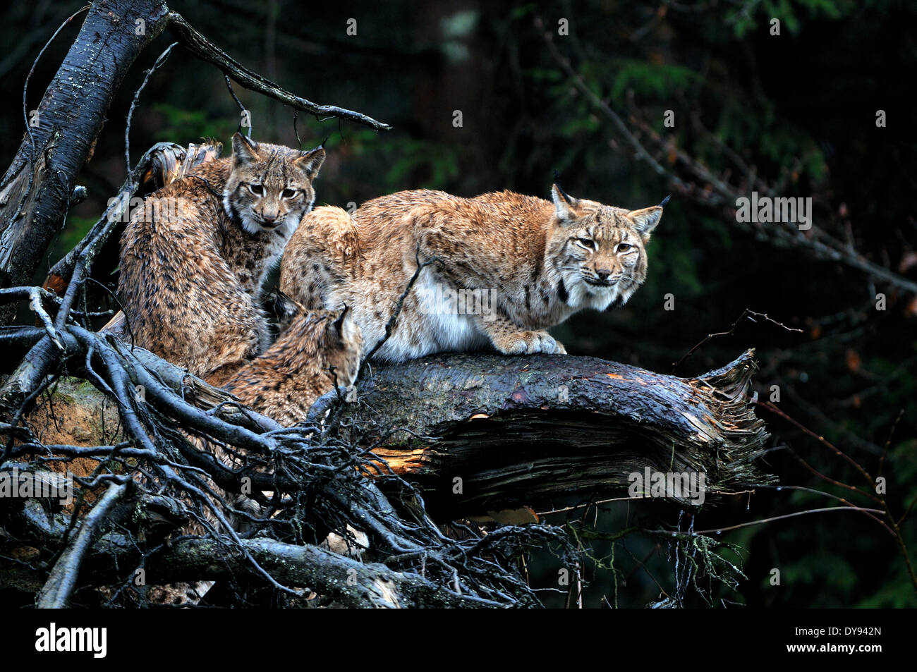 Lynx cat gatto grande predatore gatti wildcat grande gatti lince gli animali da pelliccia inverno inverno Neve Lynx Lynx Lynx lynx eurasiatica unione Foto Stock