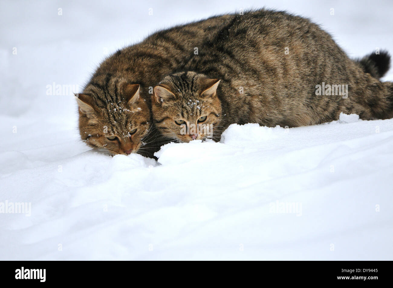 Wildcat predator gioco predator predatori piccoli gatti gatti gatto gatti selvatici Felis silvestris wildcats predator neve inverno animale, Foto Stock