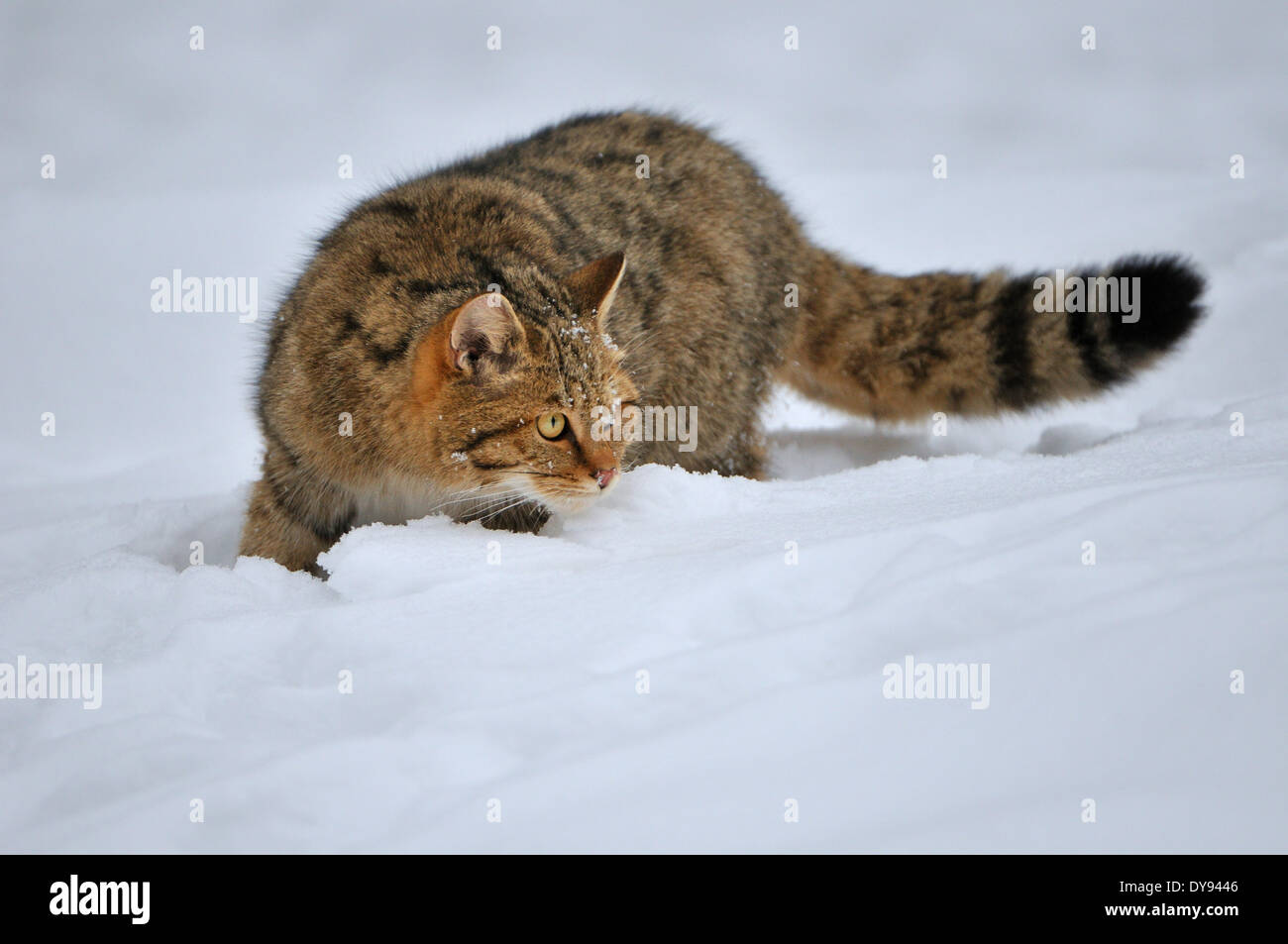 Wildcat predator gioco predator predatori piccoli gatti gatti gatto gatti selvatici Felis silvestris wildcats predator neve inverno animale, Foto Stock