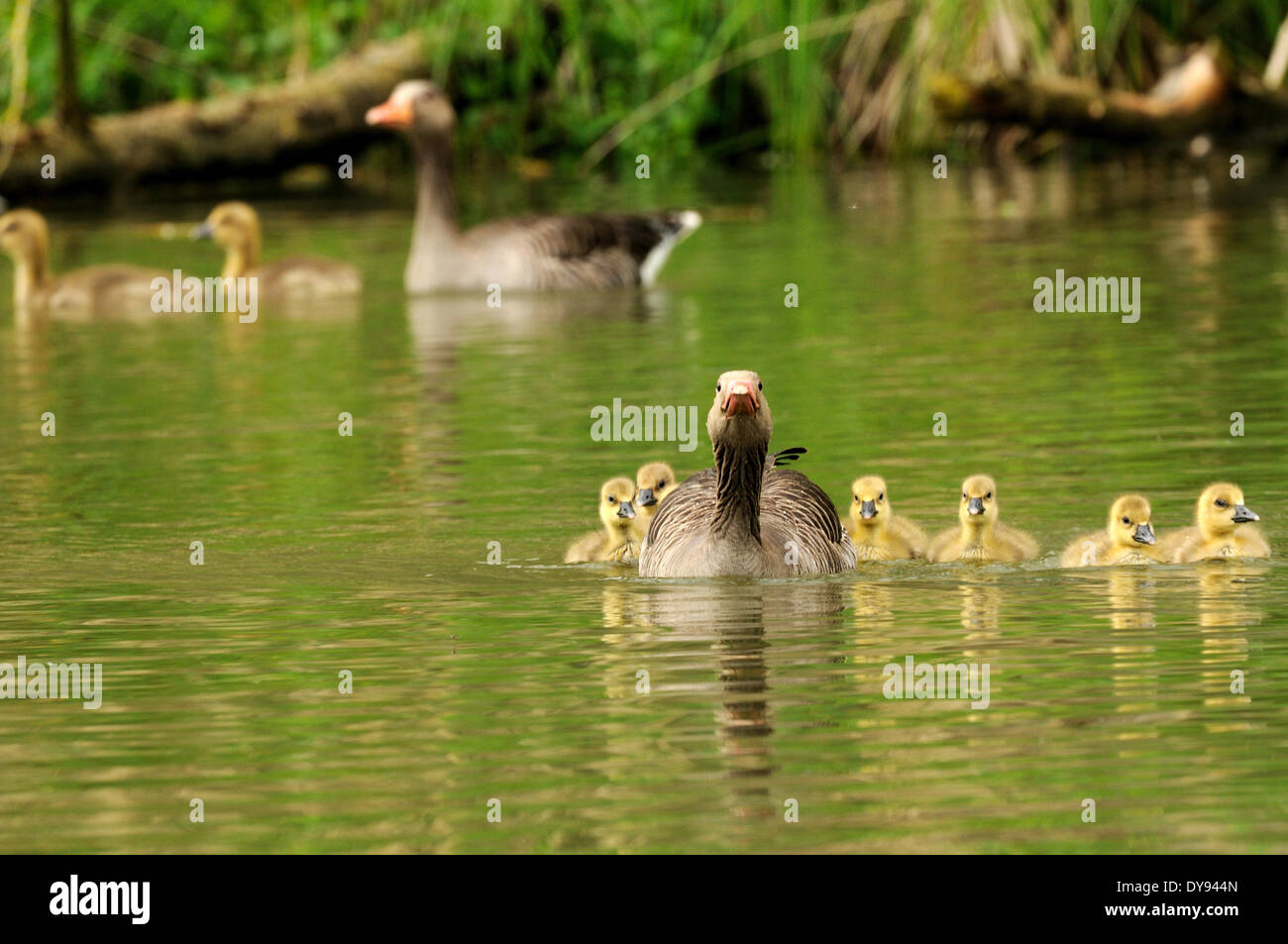 Graylag goose oca selvatica oca oche Acqua acqua di uccelli Uccelli oche selvatiche Anser anser graylag oche giovani acque uccellini anima Foto Stock