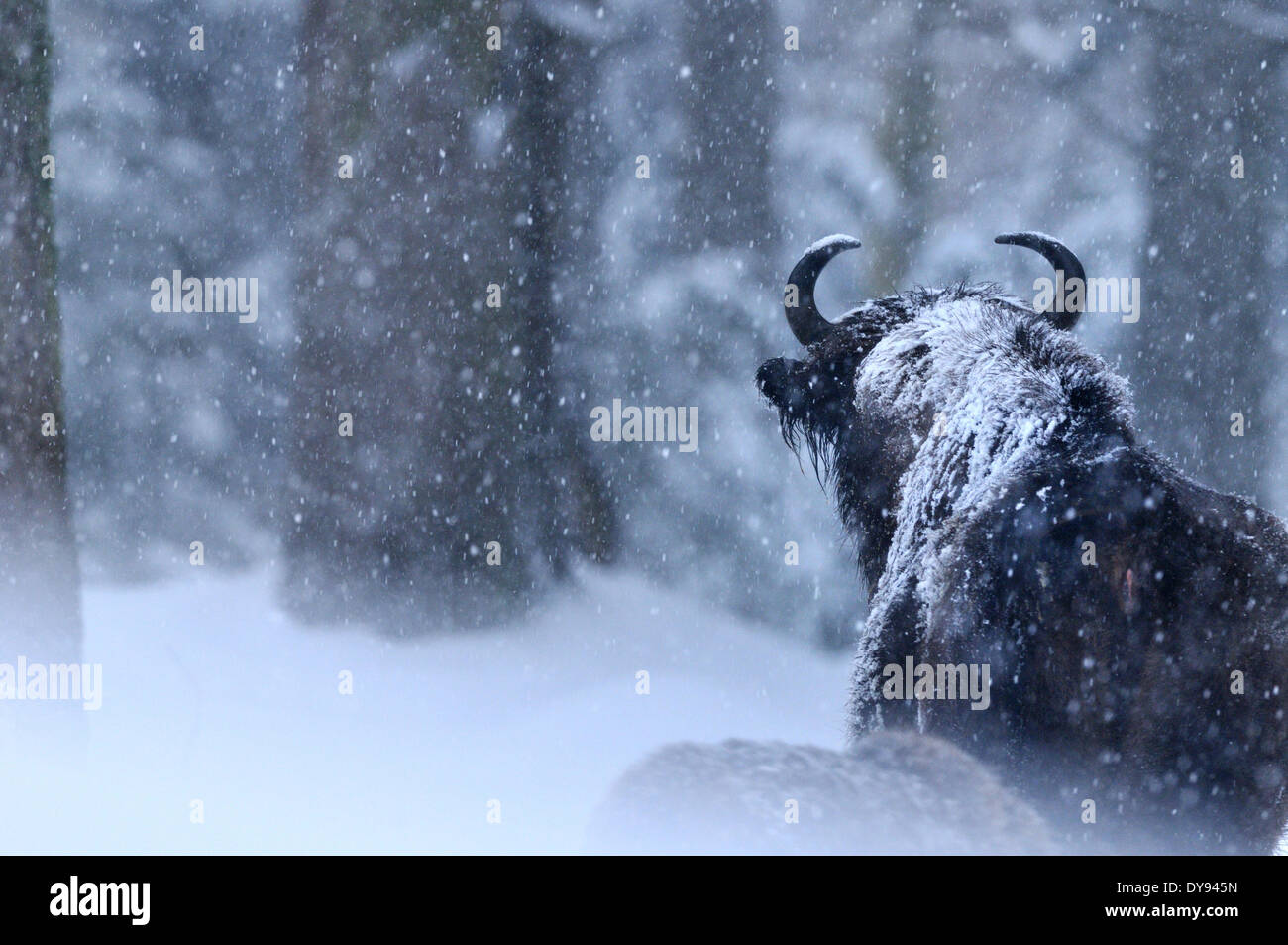 Bison bison bonasus Bovinae bovini bufali di corna di bovini selvaggi-ungulato bisonti bisonti d'inverno la neve animale germe di animali Foto Stock