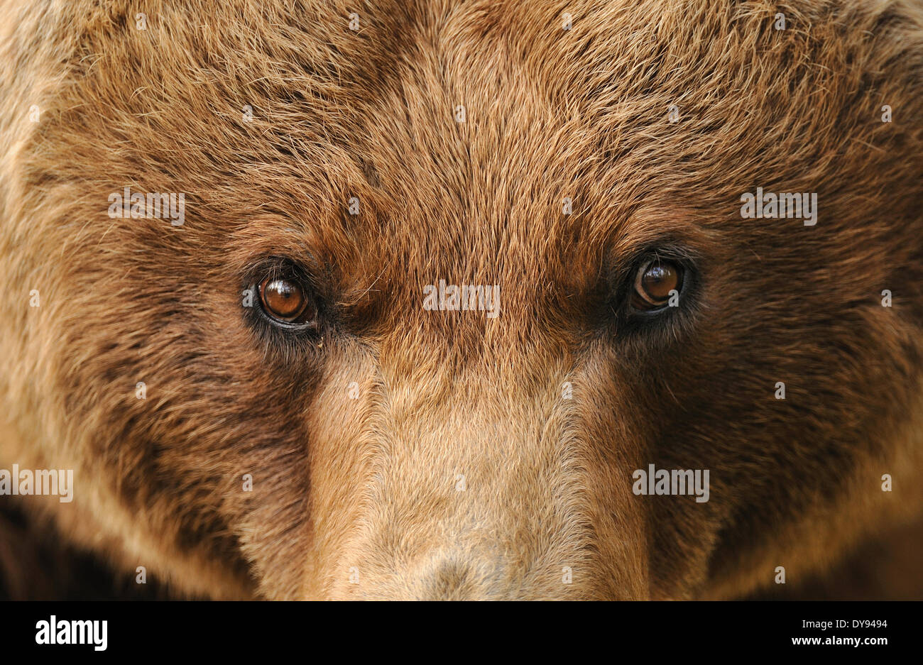 Orso bruno Orso europea, europeo orso bruno, predator, Ursus arctos, orso, animale, animali, Germania, Europa Foto Stock