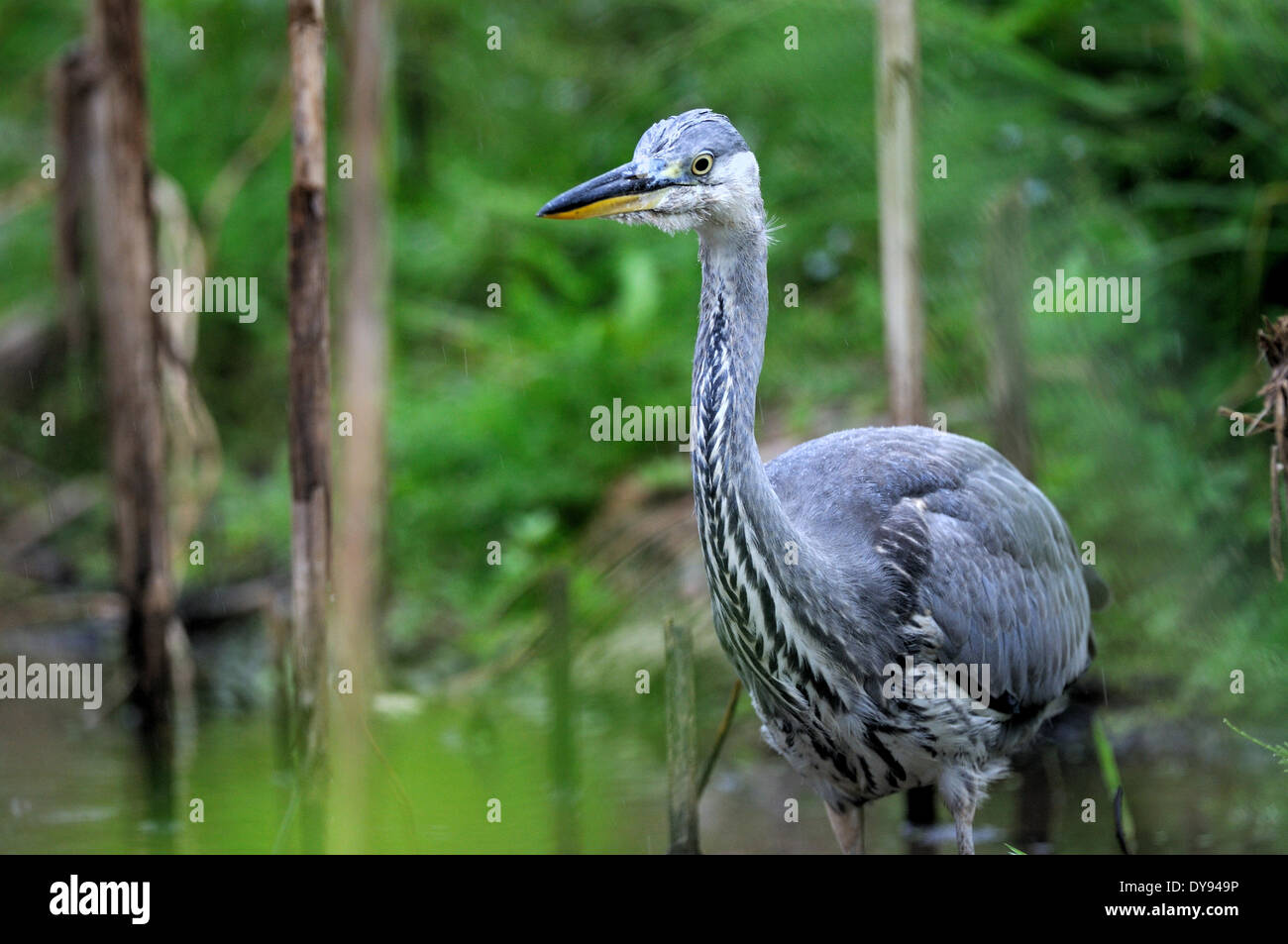 Airone cinerino heron airone comune Ardea cinerea uccelli Uccelli uccelli di acqua acque uccelli aironi cenerini foresta lago ciconiformi pesce hun Foto Stock
