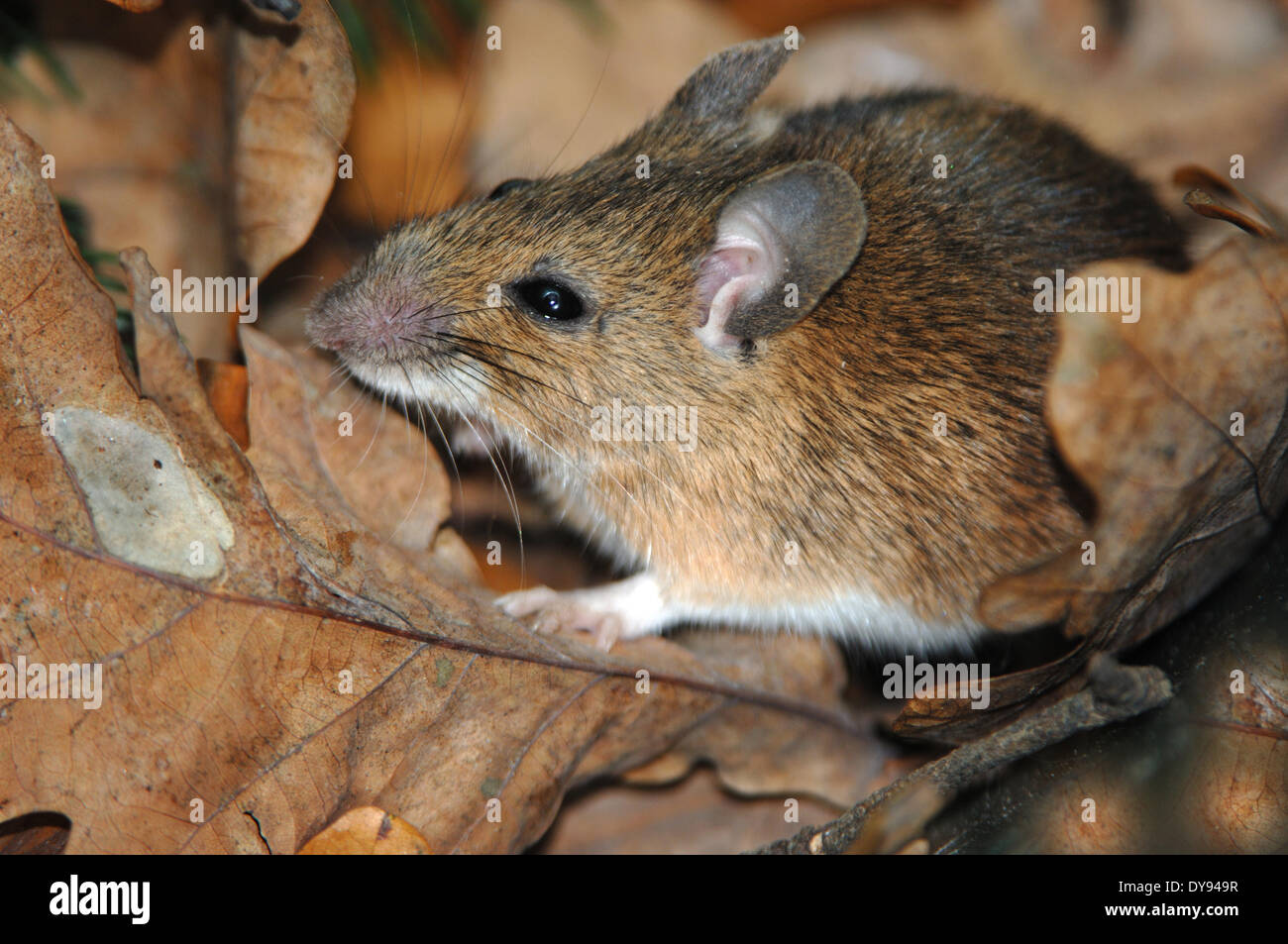 Il topolino, ratti, topi, mus musculus, poco, mouse, animali animali, Germania, Europa Foto Stock