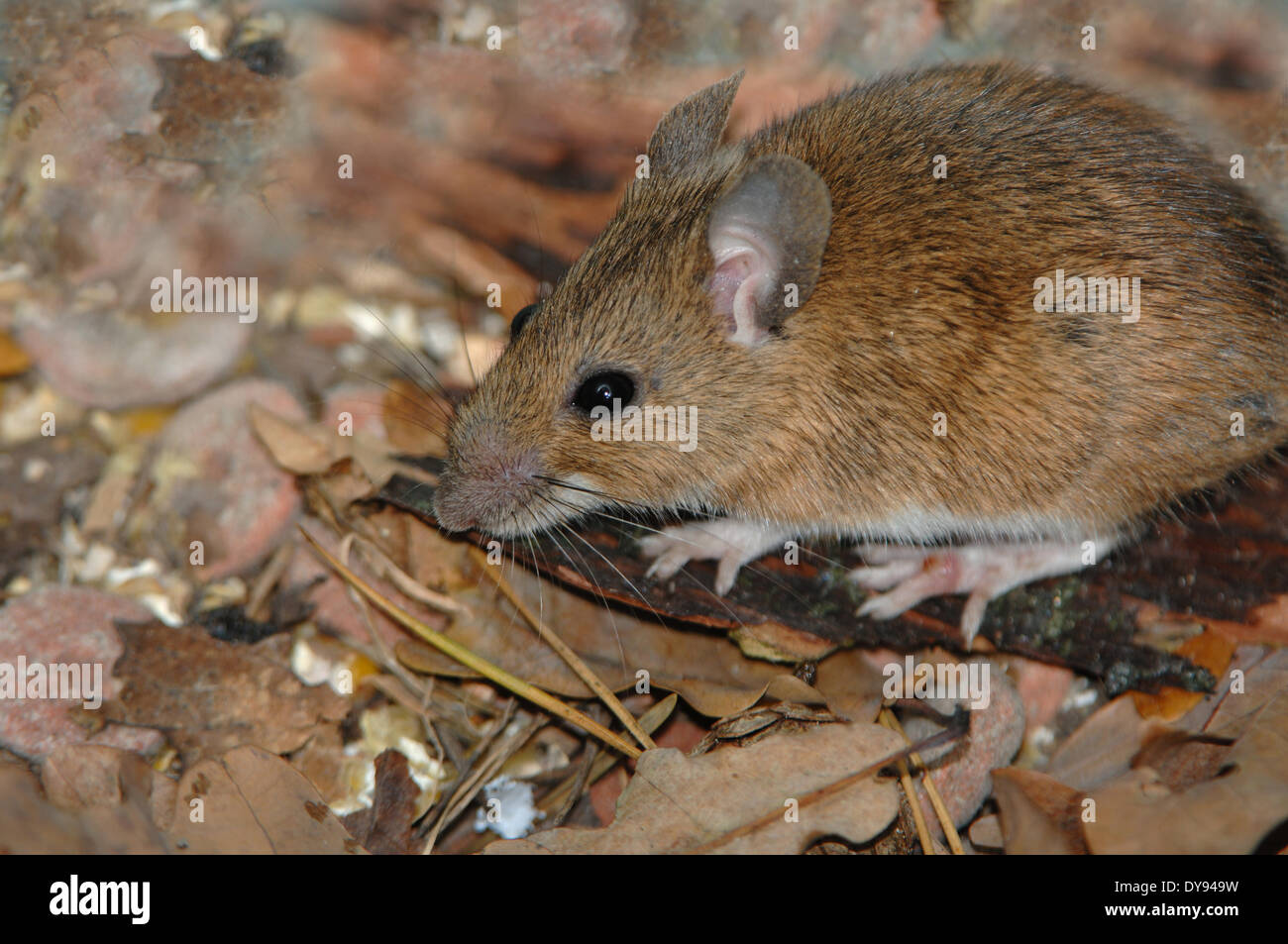 Il topolino, ratti, topi, mus musculus, poco, mouse, animali animali, Germania, Europa Foto Stock