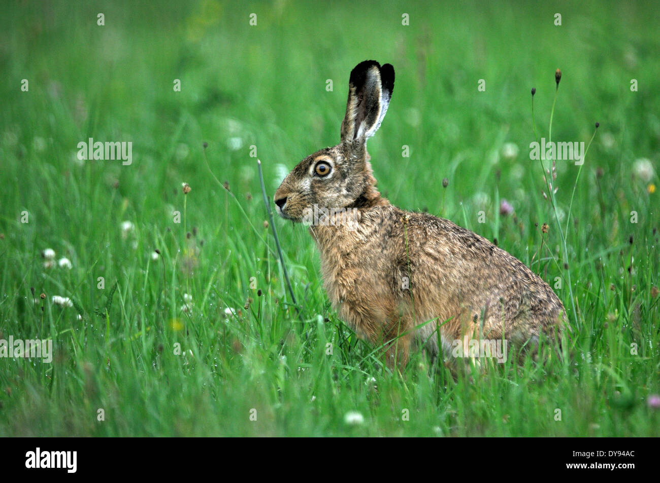 Coniglio lepre Lepus europaeus Pallas brown lepre coniglietto coniglio lepre flower meadow roditori animali da pelliccia animale selvaggio animali animali Ge Foto Stock