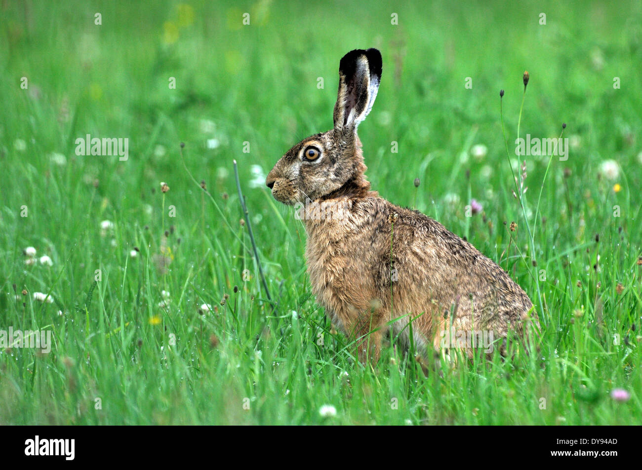 Coniglio lepre Lepus europaeus Pallas brown lepre coniglietto coniglio lepre flower meadow roditori animali da pelliccia animale selvaggio animali animali Ge Foto Stock