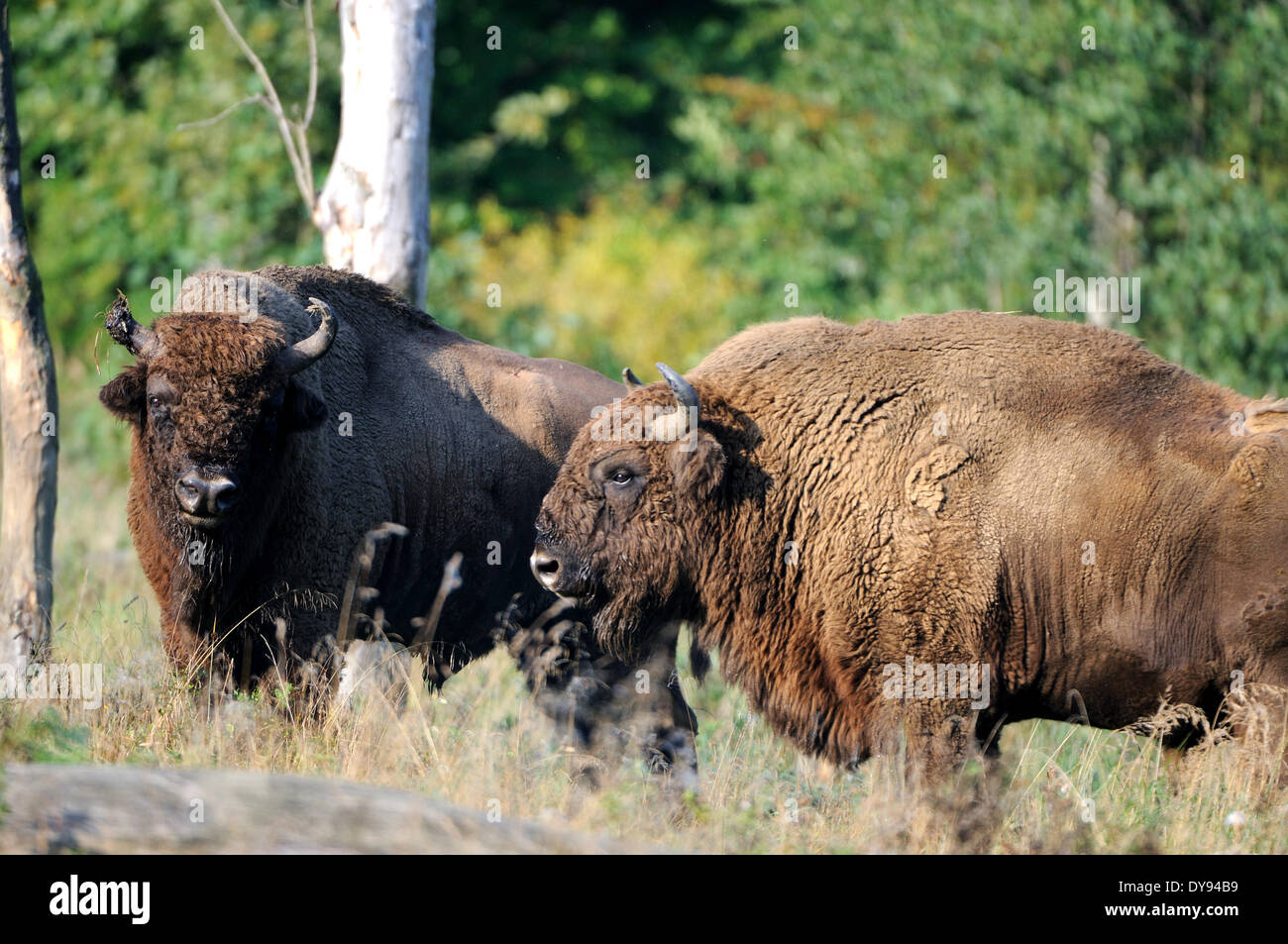 Bison bison bonasus Bovinae bovini bufali di corna di bovini selvaggi-ungulato bisonti autunno animali animali Germania Europa, Foto Stock