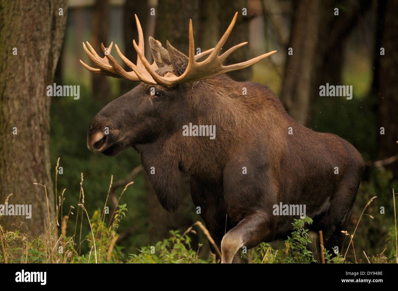 L'Alce Elk Alces alces Nuovo Mondo cervi selvaggi elk-ungulato Stag Cervo stags europeo Alce Elk bull elk autunno animali selvatici Foto Stock