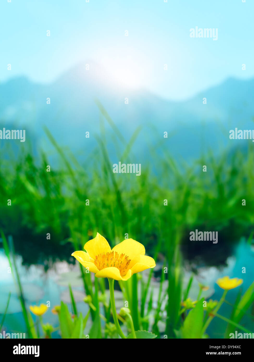 Fiore di primavera in erba, oltre lo stagno. con la montagna e la luce del sole a sfondo Foto Stock