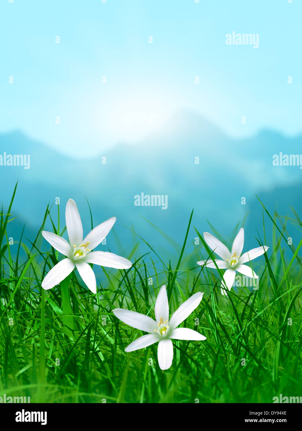 Fiori di Primavera in erba con la montagna e la luce del sole a sfondo Foto Stock