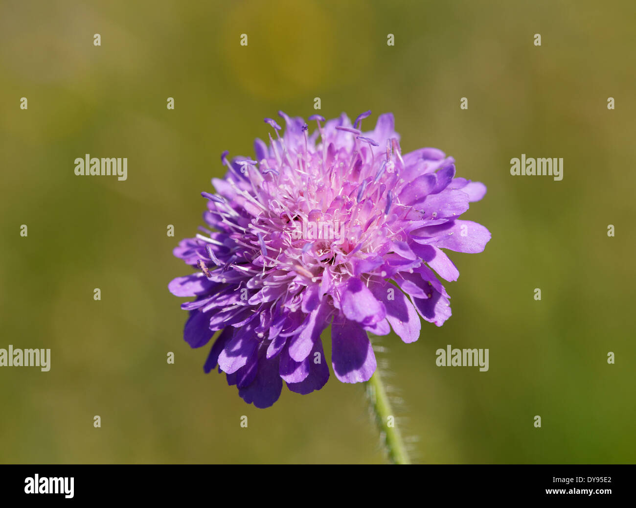 In Germania, in Baviera, Baviera, fioritura Field Scabious (Knautia arvense), close-up Foto Stock