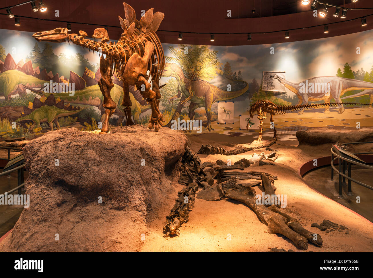 Haplocanthosaurus, lo scheletro cast, Jurassic Hall of Utah Field House di storia naturale del Parco Statale Museum, primaverile, Utah, Stati Uniti d'America Foto Stock