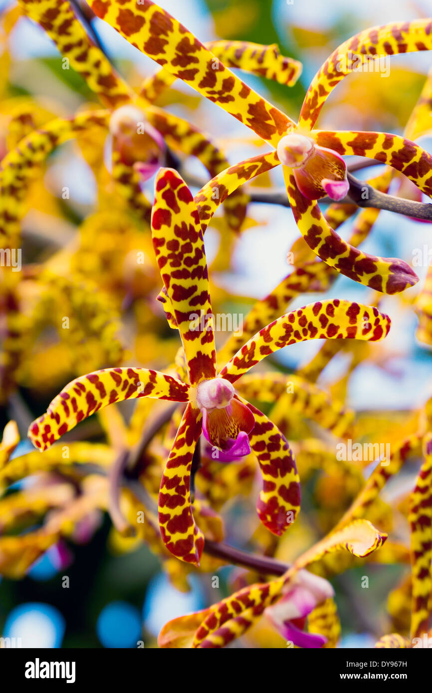 Seychelles, Mahe, Arachnis flos-aeris, close-up Foto Stock