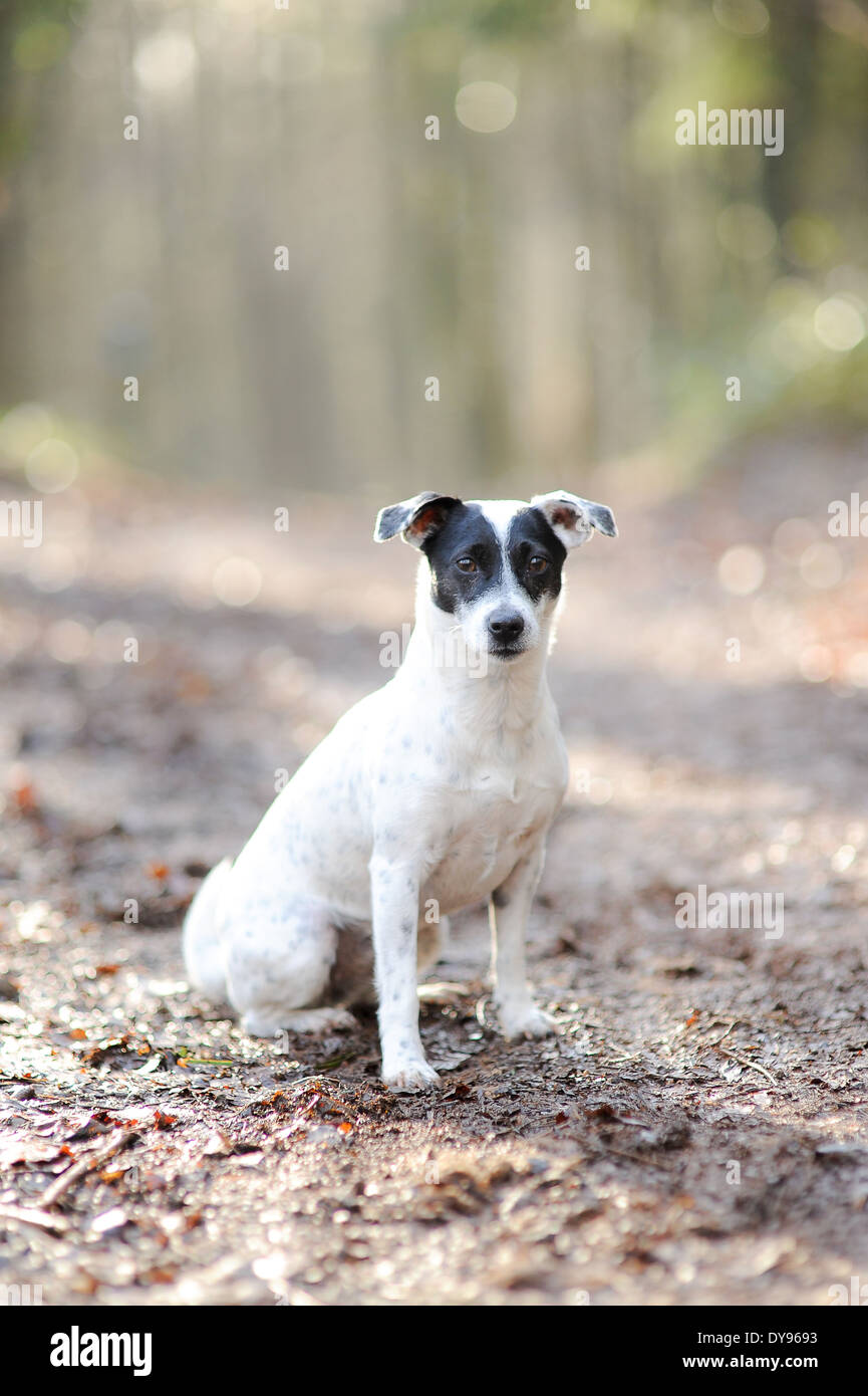 Il bianco e il nero Jack Russell Terrier Patterdale cane su una passeggiata. Foto Stock
