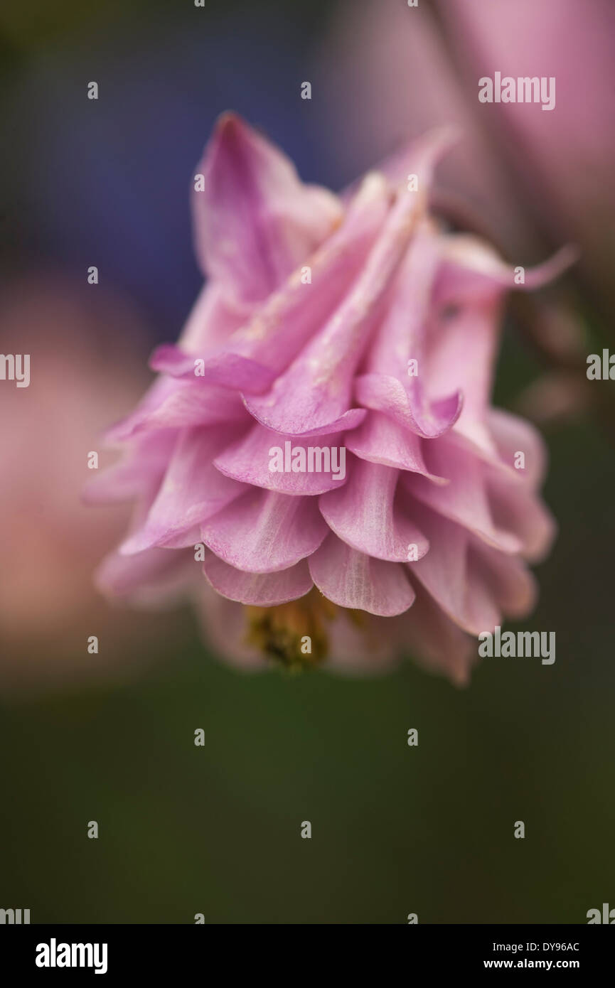 Aquilegia sono state coltivate in giardini per secoli e sono tra le più popolari di piante perenni. Foto Stock