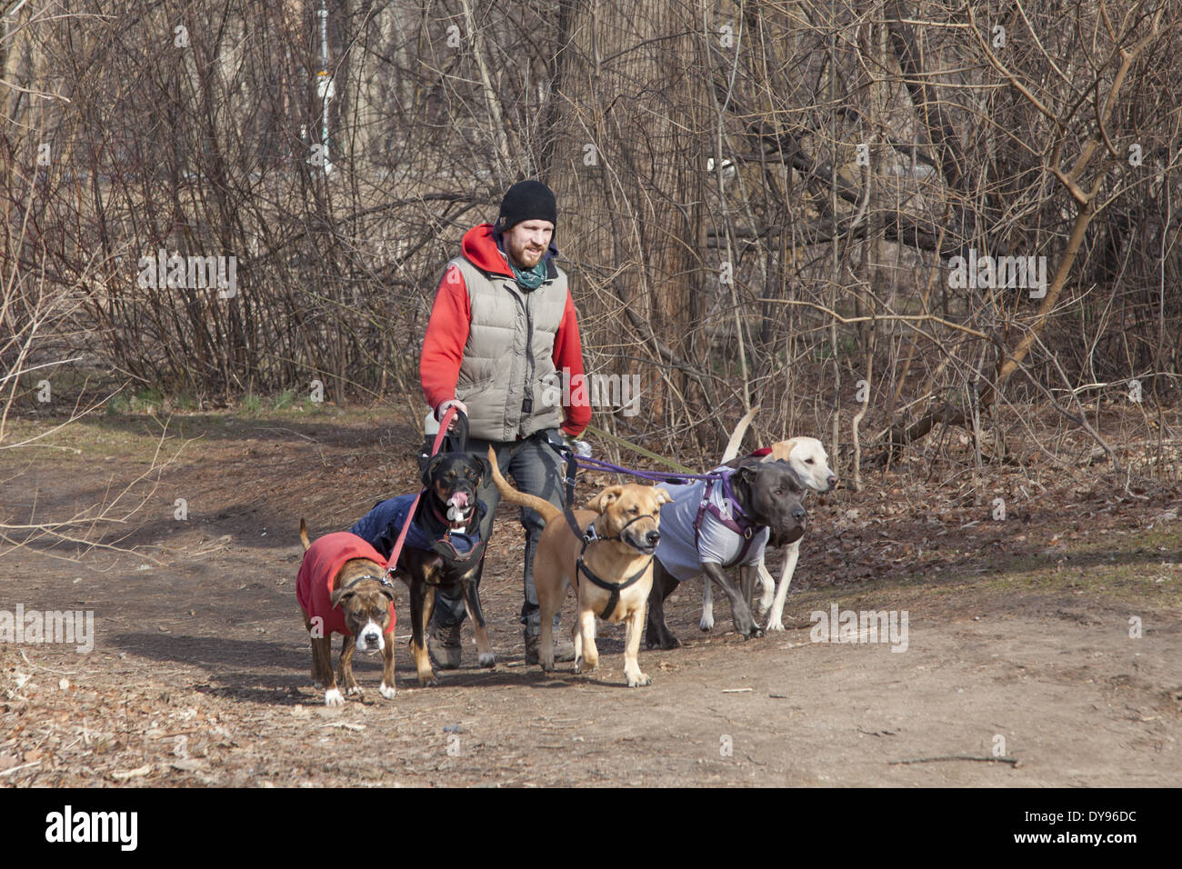 Professional dog walker in Prospect Park di Brooklyn, New York. Foto Stock