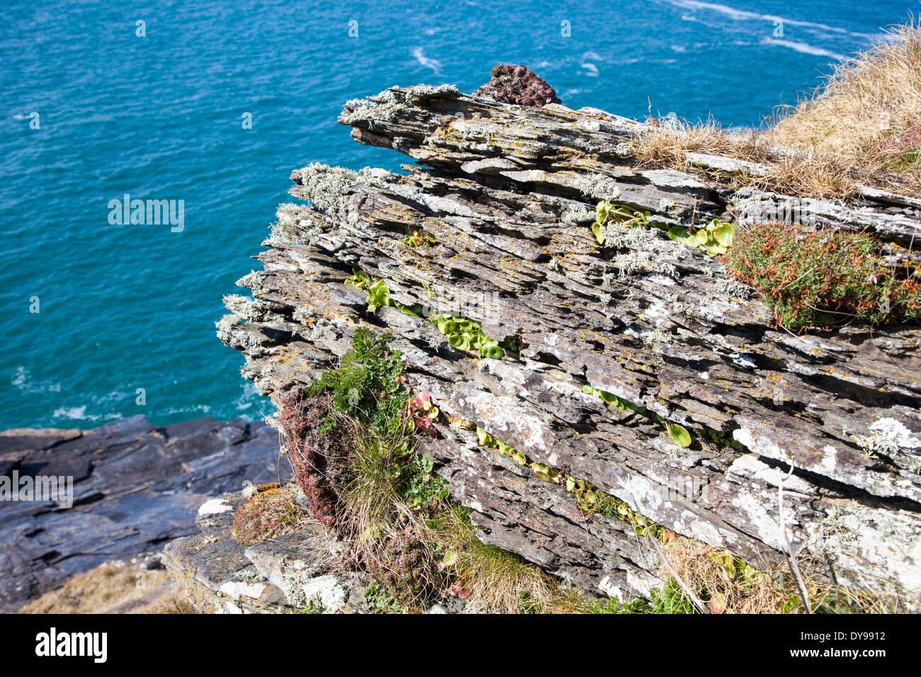 Vegetazione che cresce tra gli strati di roccia sulle scogliere sul mare a Tintagel Cornwall West Country England Regno Unito Foto Stock